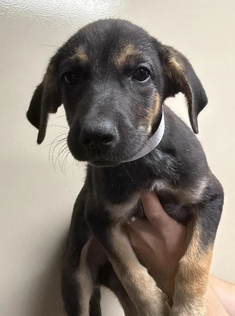 Found stray: Groot