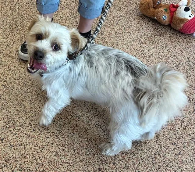 An adult small-sized male Shih Tzu dog named Jack for adoption in Springfield, MA