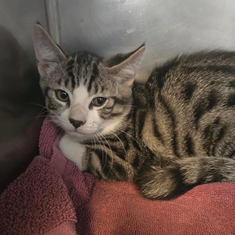 A baby small-sized male Domestic Short Hair cat named Tres for adoption in San Jacinto, CA