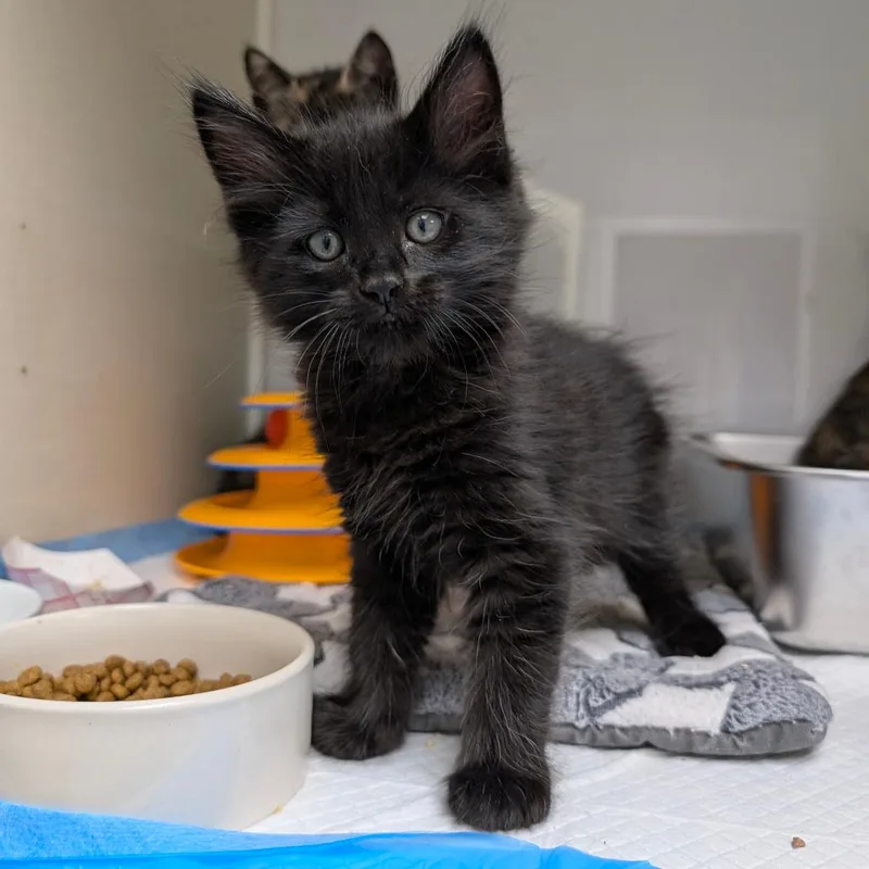 A baby small-sized male Black Domestic Medium Hair cat named Comet for adoption in Sunnyvale, CA