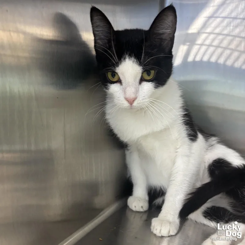 An adult medium-sized female Black & White / Tuxedo Domestic Short Hair cat named Meeka for adoption in Washington, DC