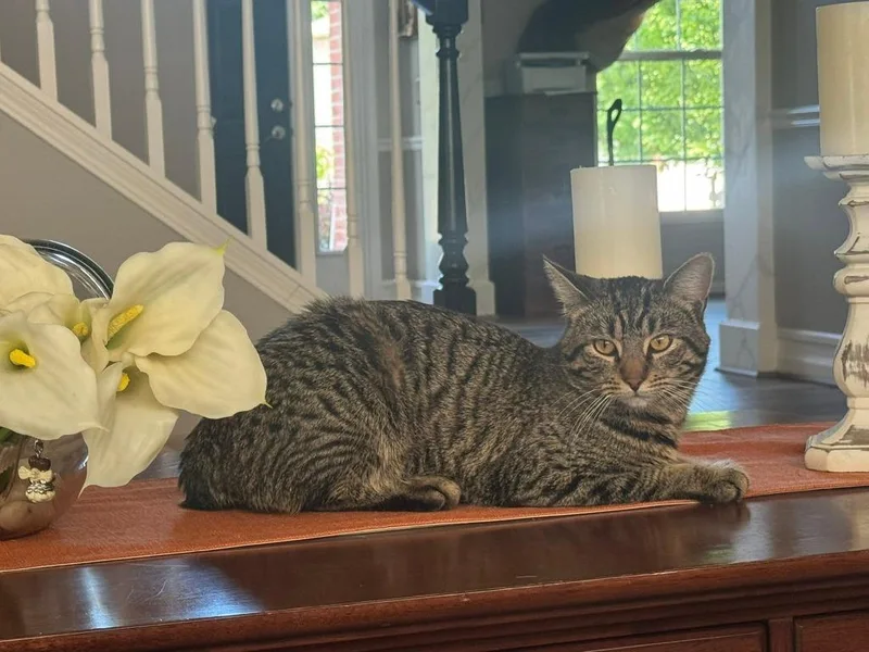 Lilly