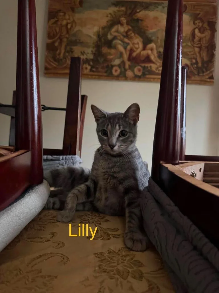 Lilly thumbnail 2