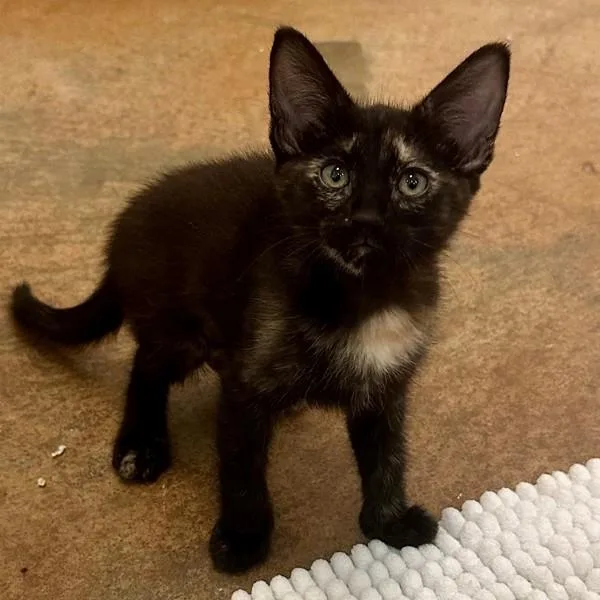 A baby small-sized female Domestic Short Hair cat named Silverside for adoption in Walnut Creek, CA