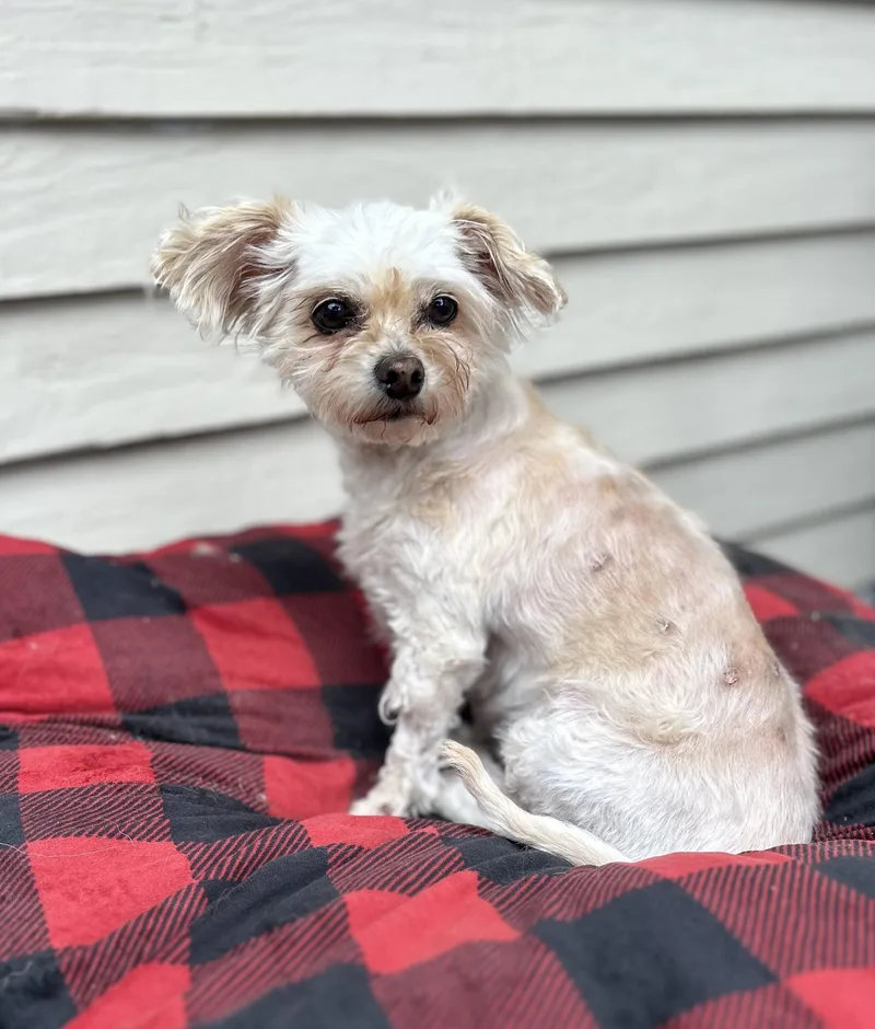 An adult small-sized female White / Cream Maltese dog named Sophie for adoption in lynnwood , WA