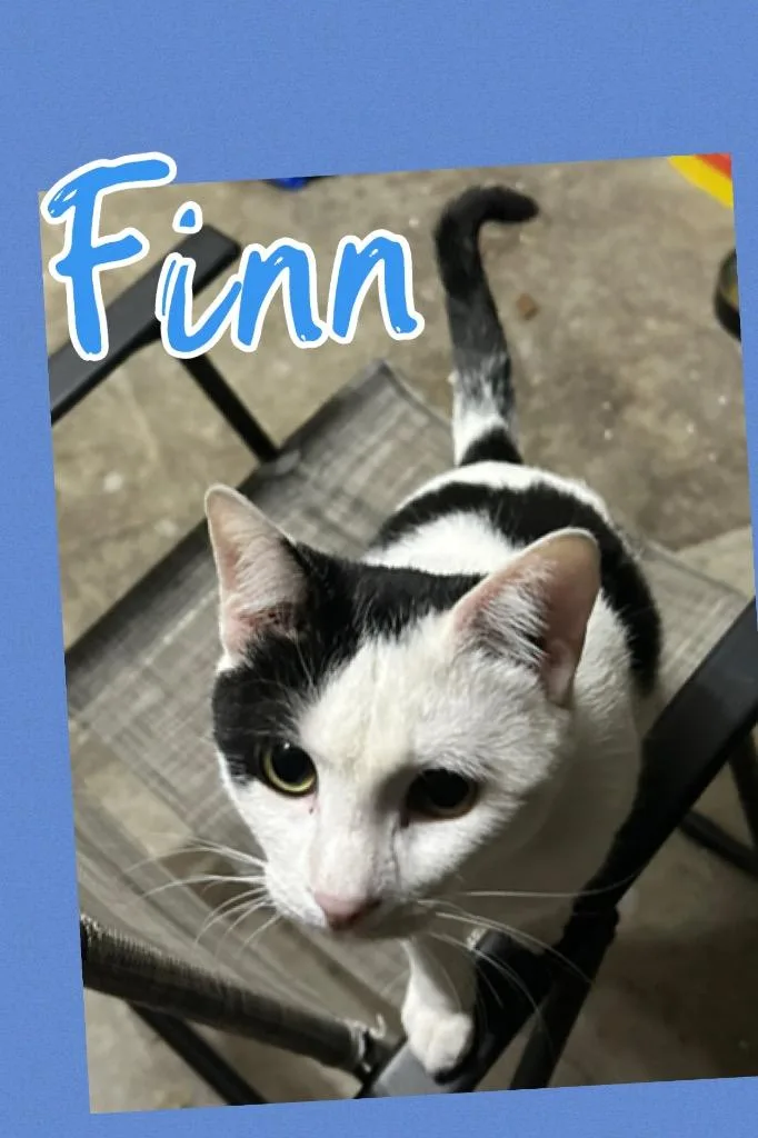 Finn thumbnail 2