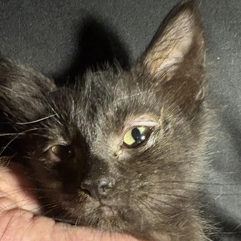 Delilah