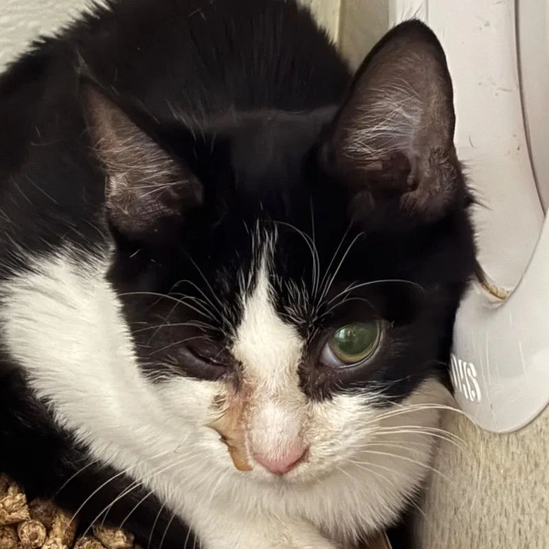 A baby small-sized male Black Domestic Short Hair cat named Chopper for adoption in Yuma, AZ