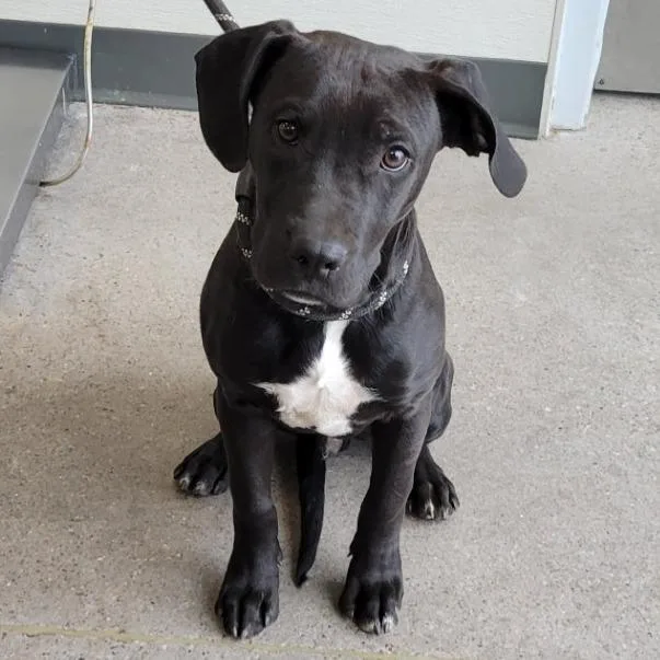 A young medium-sized male Black Mixed Breed dog named Spongebob for adoption in Las Cruces, NM
