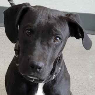 Spongebob thumbnail 2