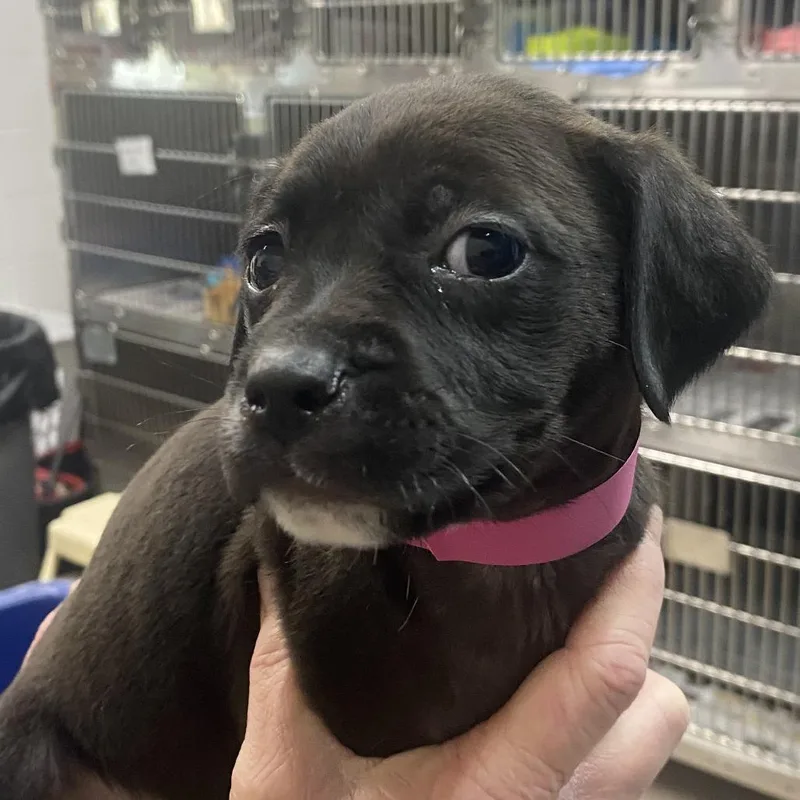 A baby large-sized female Black Mixed Breed dog named Pepper for adoption in Ardmore, OK