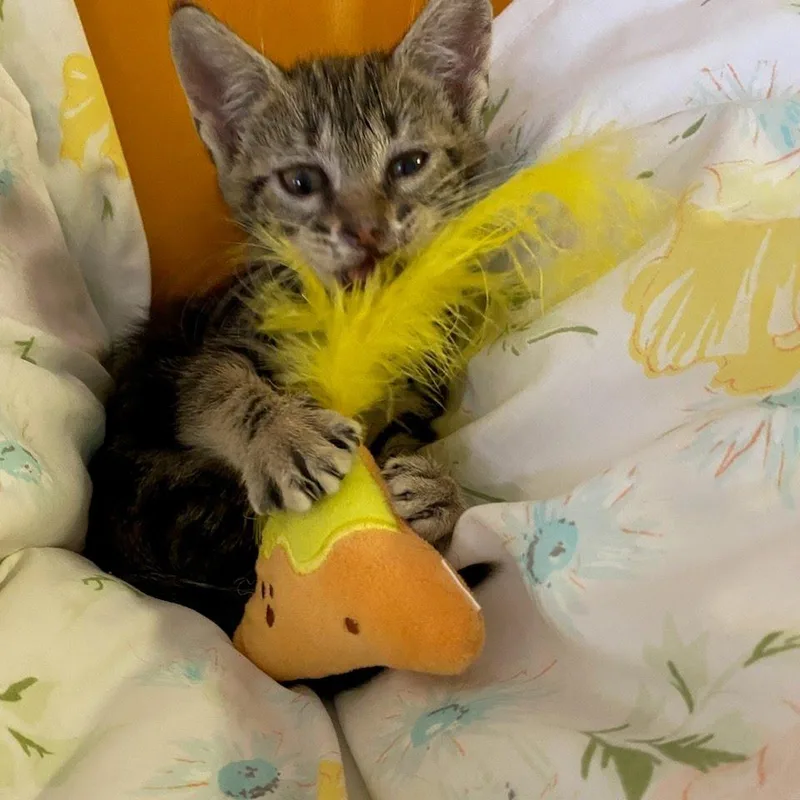 A baby small-sized female Buff / Tan / Fawn Domestic Medium Hair cat named Hannah Bea for adoption in Fredericksburg, TX