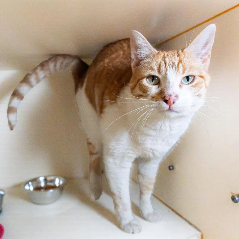 An adult large-sized male Orange / Red Domestic Short Hair cat named Mr. Tito  Home for adoption in South Elgin, IL