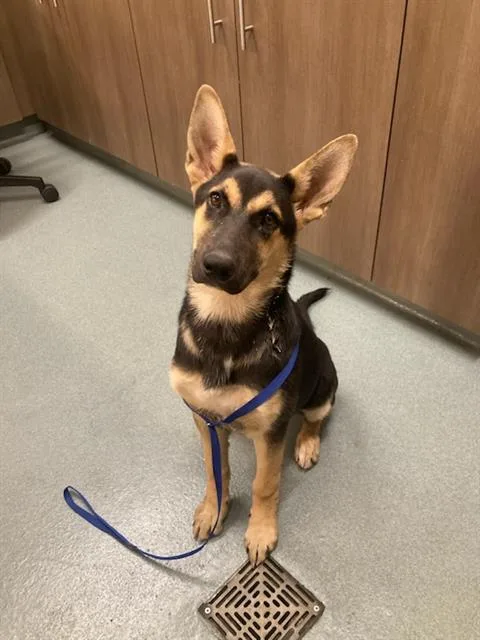 A baby small-sized female German Shepherd Dog dog named Pruett for adoption in Baytown, TX
