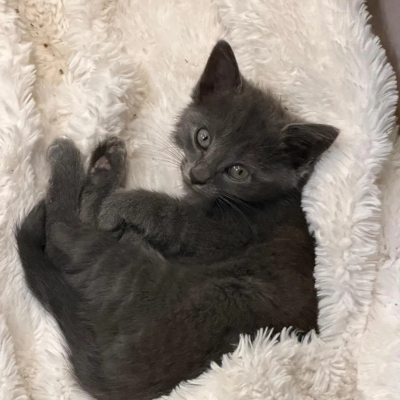 A baby small-sized female Gray / Blue / Silver Russian Blue cat named Ginnie for adoption in Tustin, CA