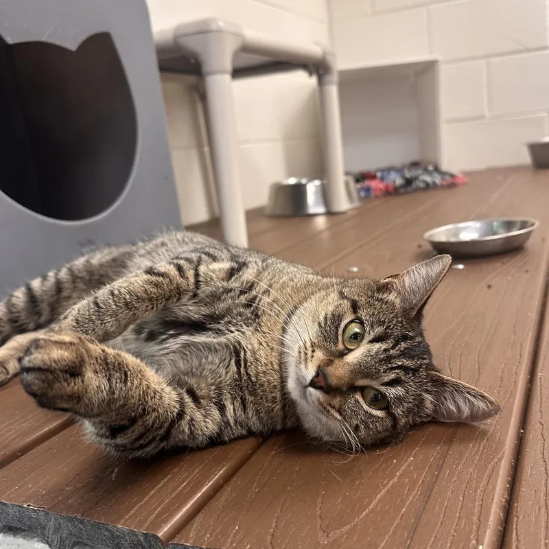 A young medium-sized female Brown / Chocolate Domestic Short Hair cat named Megatron for adoption in Rocky Mount, VA