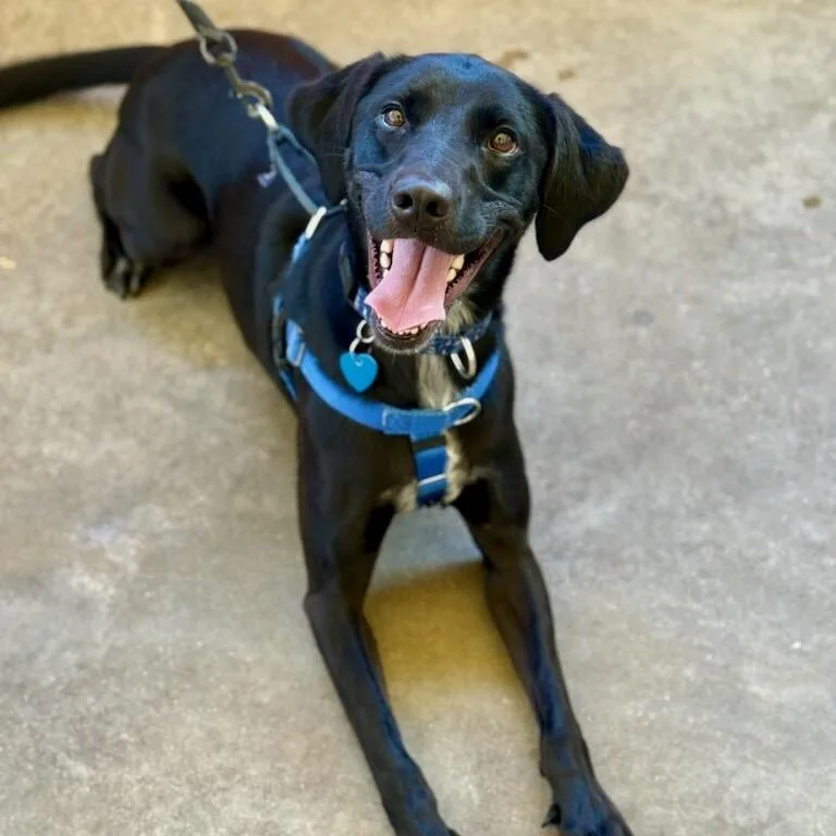 An adult medium-sized female Black Labrador Retriever dog named Lucy for adoption in Fort Lauderdale, FL