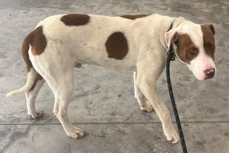 Cooter Brown