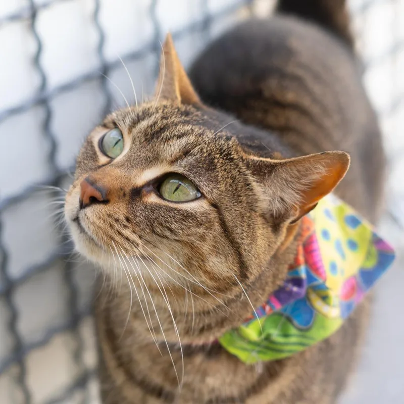 An adult medium-sized female Brown / Chocolate Domestic Short Hair cat named Potatoe for adoption in Lakewood, CO