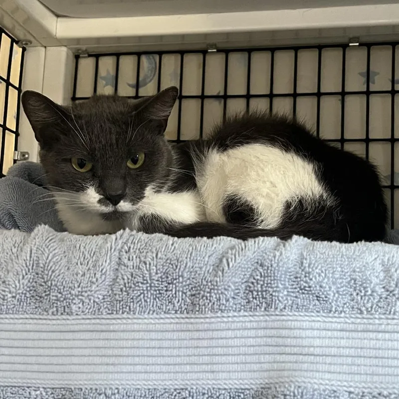 An adult medium-sized female Gray / Blue / Silver Domestic Short Hair cat named Couch Potato for adoption in Chicago, IL
