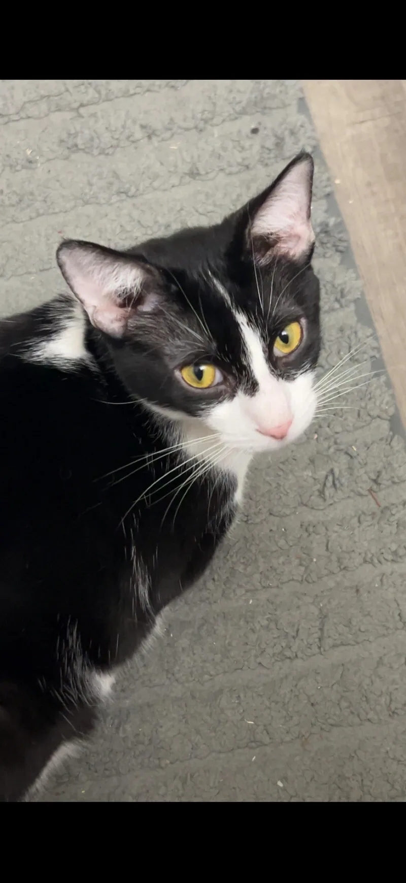 A young medium-sized female Black & White / Tuxedo American Shorthair cat named Groot for adoption in Massillon, OH