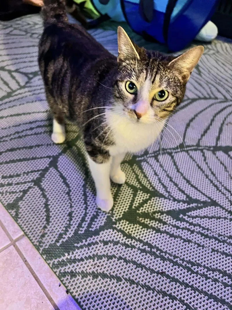 An adult medium-sized male Domestic Short Hair cat named Millie for adoption in Shreveport, LA