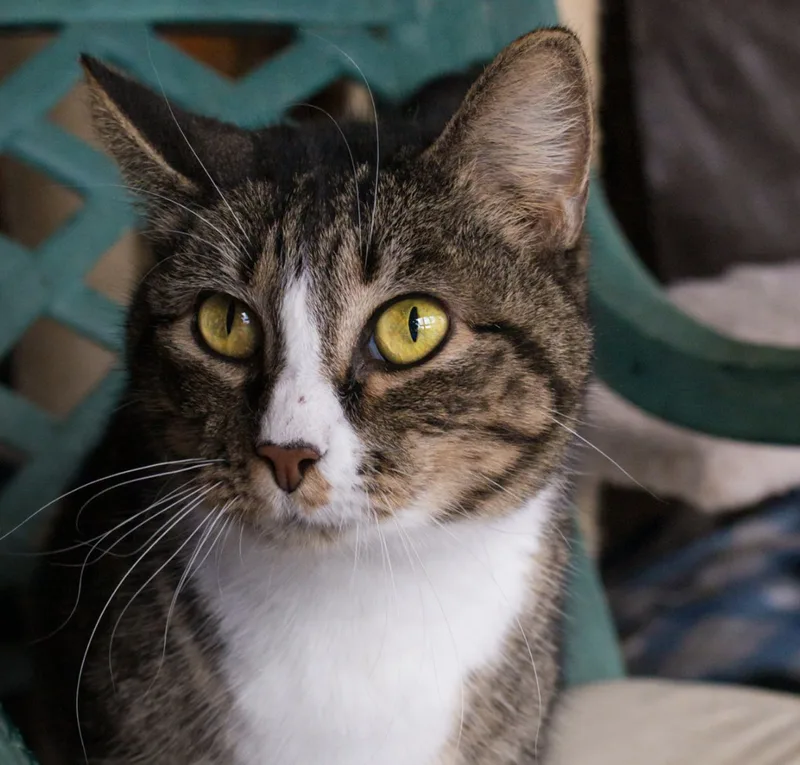 Millie thumbnail 3