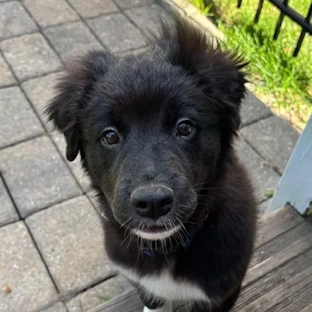A baby small-sized male Black Mixed Breed dog named Murphy for adoption in Dayton, OH