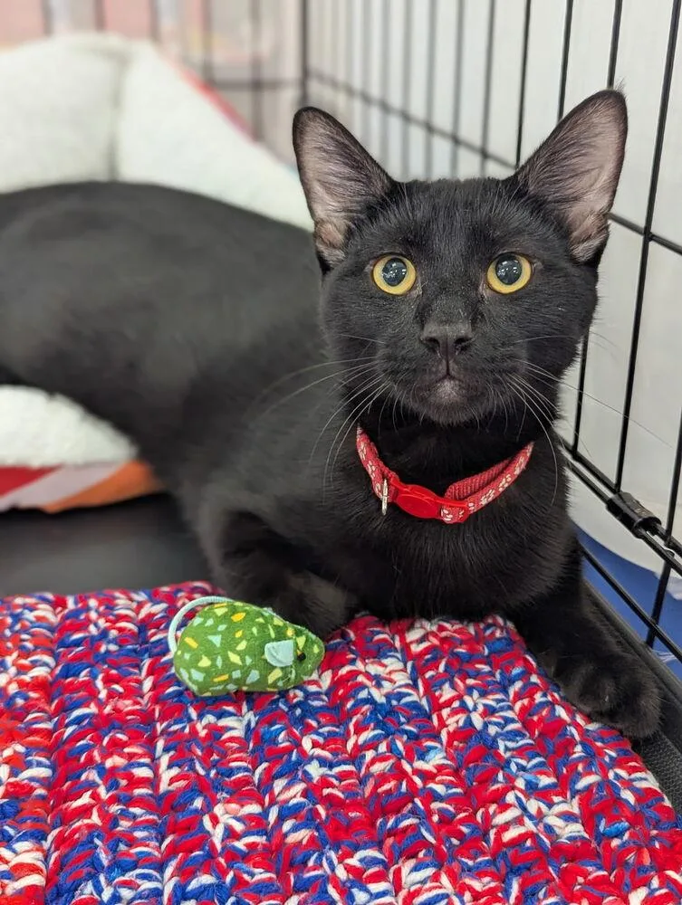 Onyx Zecat thumbnail 2