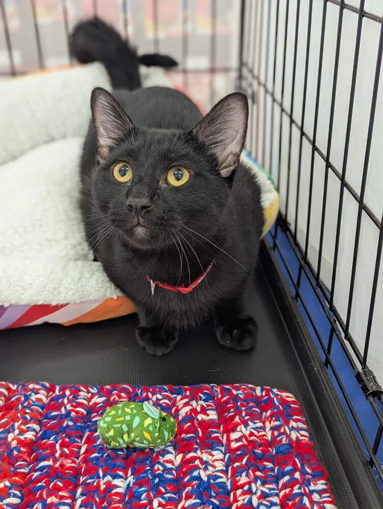 Onyx Zecat thumbnail 3