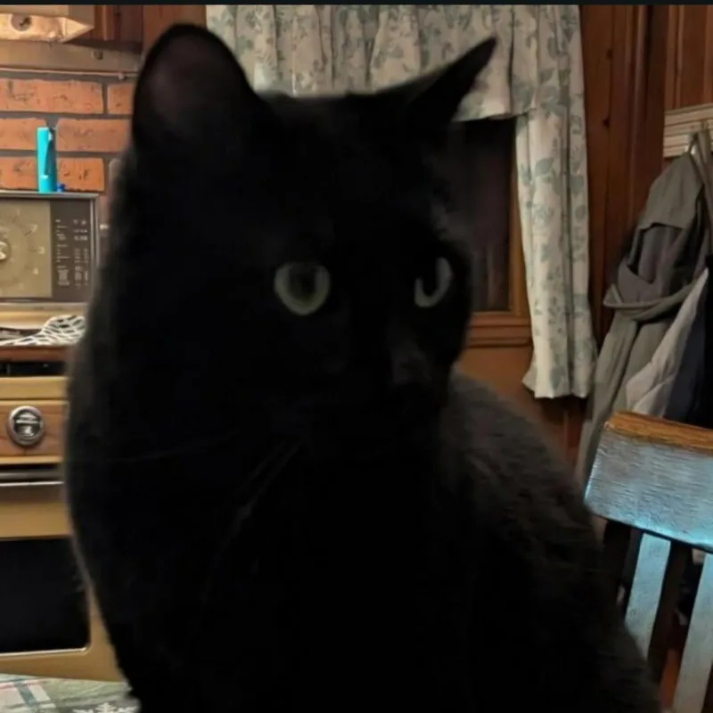 An adult medium-sized male Black Domestic Short Hair cat named Binx for adoption in Indiana, PA