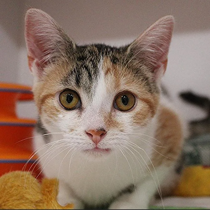 A baby small-sized female Calico Domestic Short Hair cat named Lucky for adoption in Defiance, OH