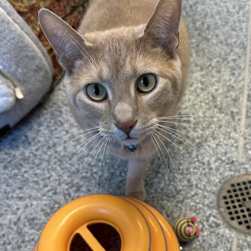 An adult medium-sized male Tabby (Orange / Red) Domestic Short Hair cat named Milton for adoption in Manassas, VA