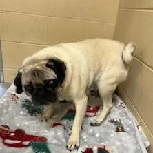 An adult medium-sized male Yellow / Tan / Blond / Fawn Pug dog named The Notorious P.u.g. for adoption in Buellton, CA