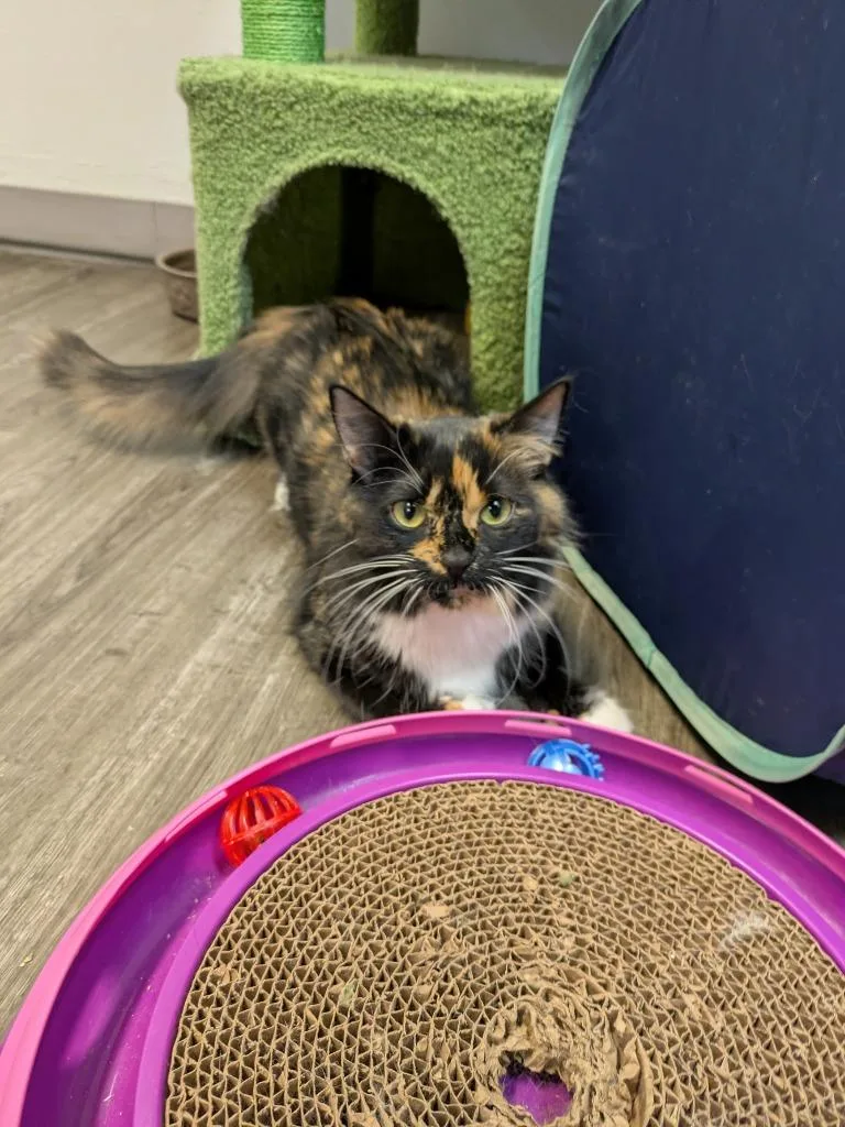 Artemis