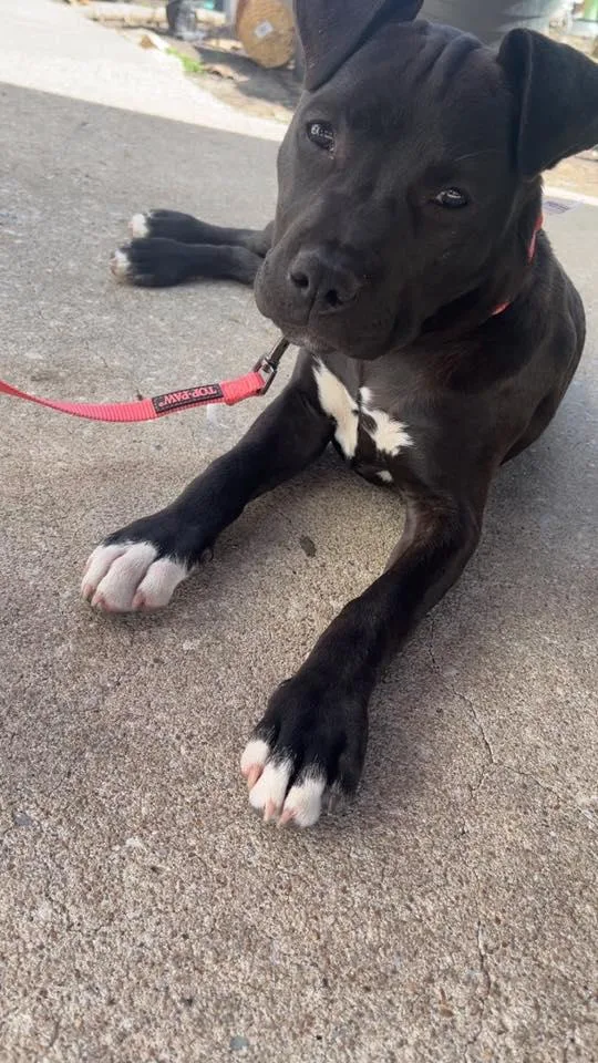 A baby small-sized female Black Pit Bull Terrier dog named Faith for adoption in TULSA, OK