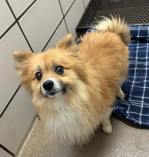 An adult small-sized male Pomeranian dog named Ponyo for adoption in Fort Wayne, IN