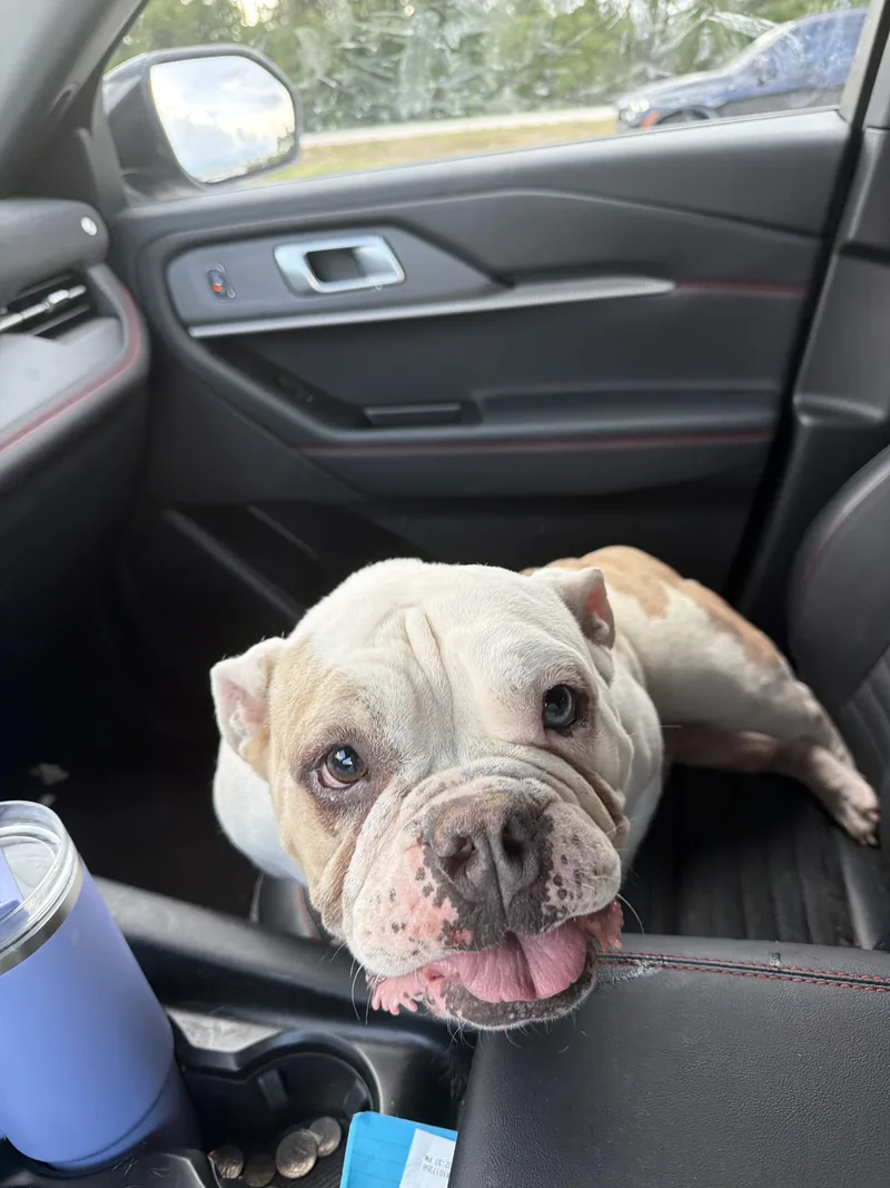 A young medium-sized female Bulldog dog named Petunia for adoption in Lutz, FL