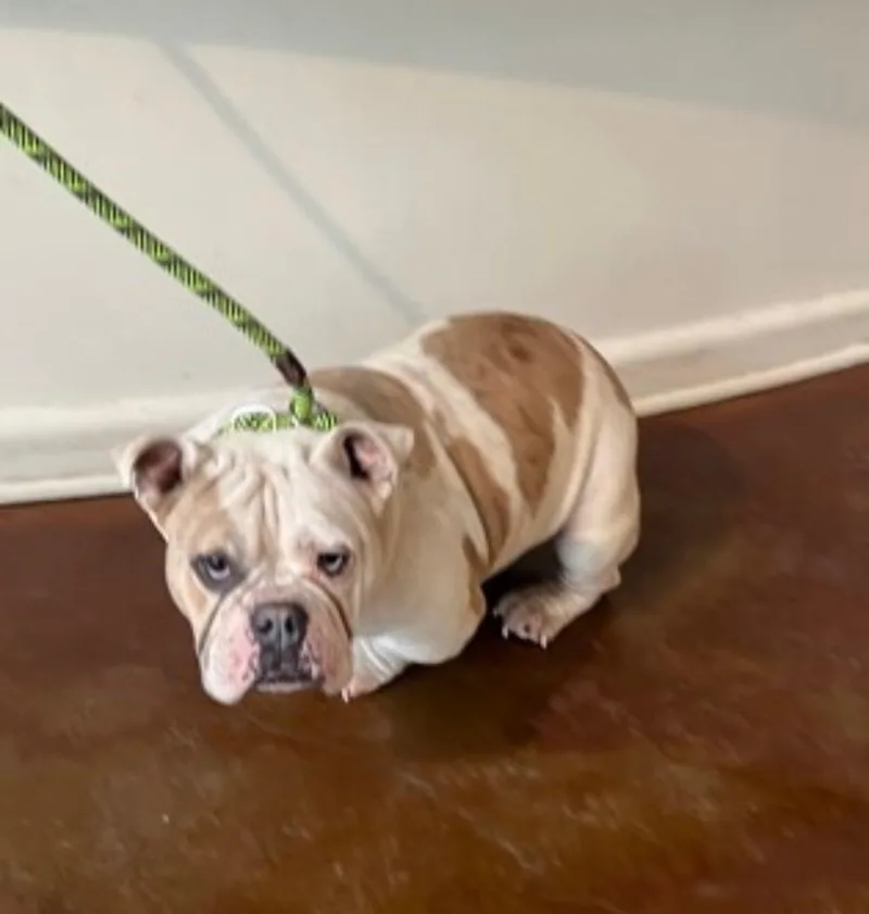 Petunia thumbnail 3