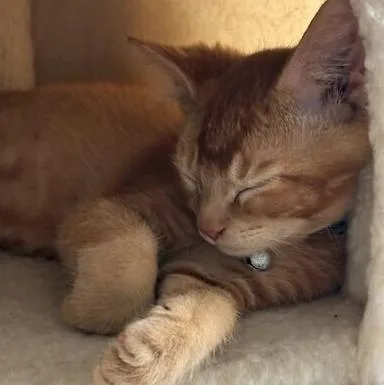 A baby medium-sized male Orange & White Tabby cat named Divot for adoption in Richardson, TX