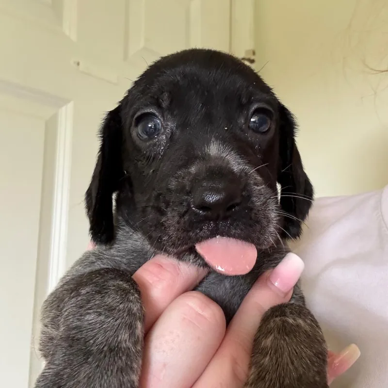 A baby small-sized male Black Labrador Retriever dog named Jefferson for adoption in Rockville, MD