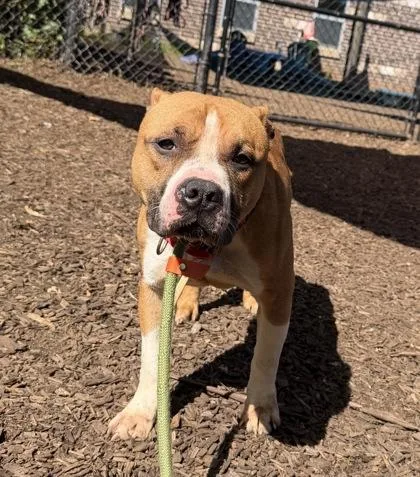 An adult large-sized male Mixed Breed dog named Aprium for adoption in Chamblee, GA