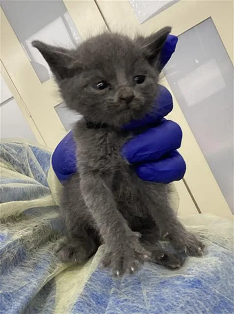 A baby medium-sized female Domestic Short Hair cat named Windy for adoption in Dallas, TX