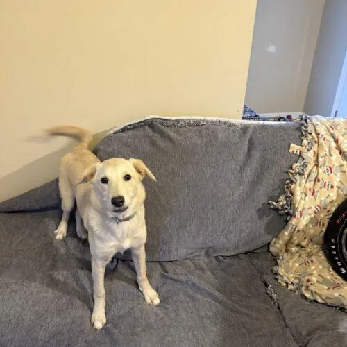 A baby medium-sized female Retriever dog named Cleo for adoption in Christiansburg, VA