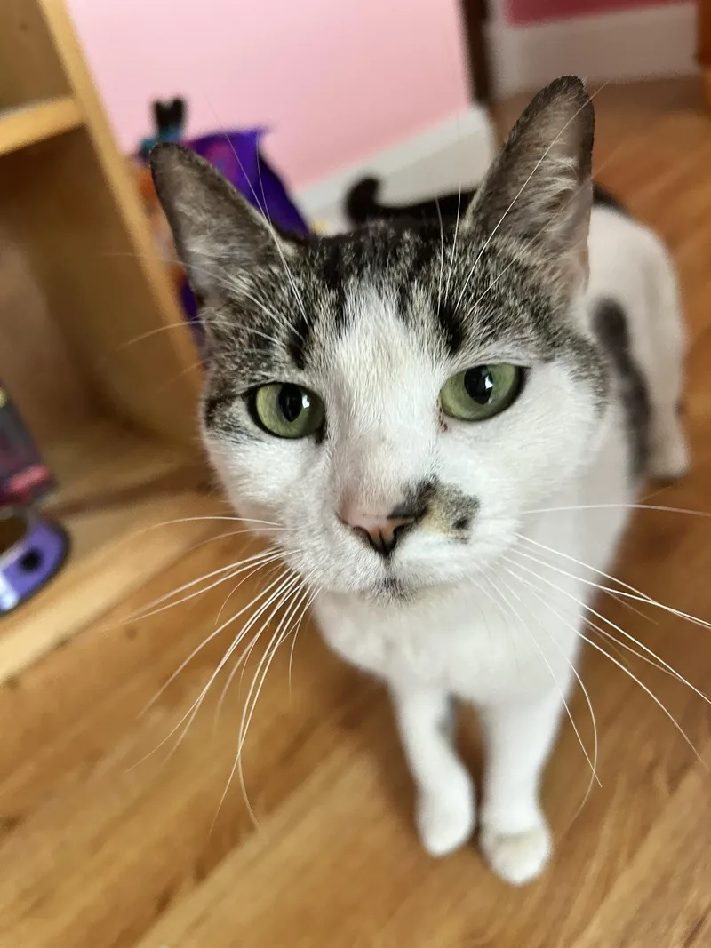 A young medium-sized female Buff & White Domestic Short Hair cat named Royal for adoption in Catasauqua, PA
