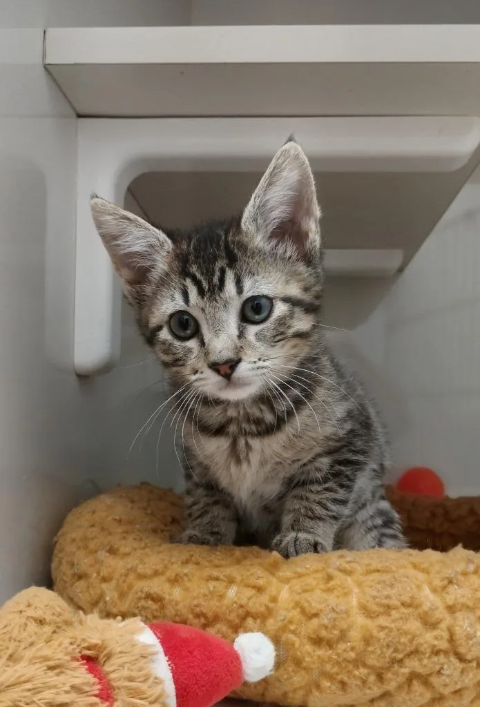 A baby small-sized female Domestic Short Hair cat named Fiddle for adoption in Corpus Christi, TX