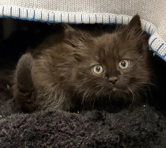A baby small-sized male Black Domestic Short Hair cat named Hazard for adoption in Alexandria, VA