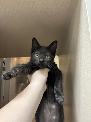 A baby small-sized male Domestic Short Hair cat named A Mike for adoption in North Charleston, SC