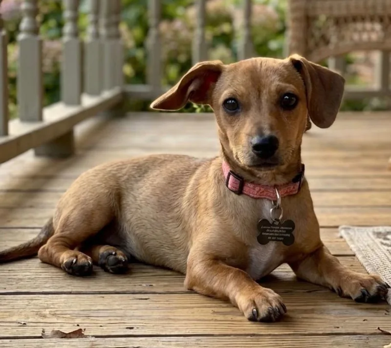 A baby small-sized female Dachshund dog named Vienna for adoption in West Bloomfield, MI