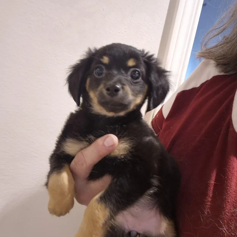 A baby small-sized female Bicolor Chihuahua dog named Mindy for adoption in Olympia, WA